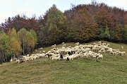 96  Reincontro le pecore del mattino, ora intente nel  pascolo serale!